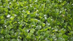 Water Hyacinth