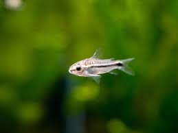 Pigmy Corydoras