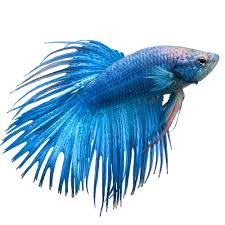 Crowntail Male Betta