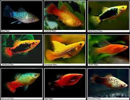 Platy