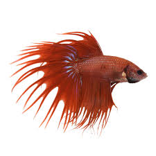 Crowntail Male Betta