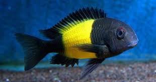 Gold and black tropheus cichlid