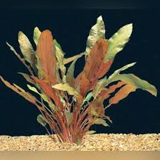 Red Cryptocoryne Wendtii