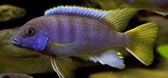 Psuedotropheus Acei Cichlid