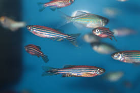 Zebra Danio