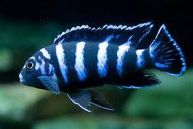 Demasoni Cichlid