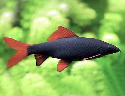 Rainbow Shark