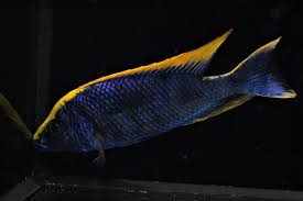 Yellow Blaze Cichlid