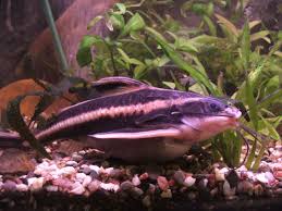 Raphael striped catfish