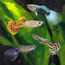 Guppies