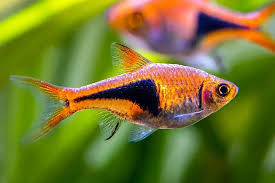 Rasbora Harlequin Tetra