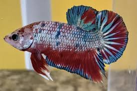 Dragon Scale Betta Males