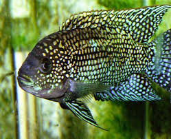 Jack Dempsey Cichlid