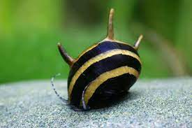 Horned nerite snail