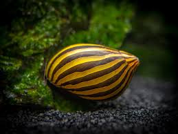 Zebra nerite snail