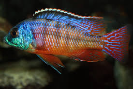 Red Empress Cichlid