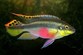 Kribensis Cichlid