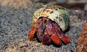 Hermit Crab Small