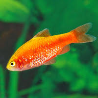 Red Glass Barb