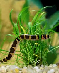 Kuhlii loach