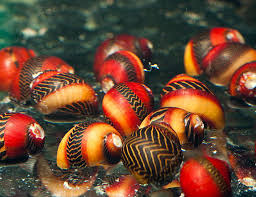 Red Racer Nerite Snail