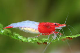 Red Rili Shrimp