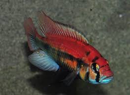 Kyoga Flameback Cichlid