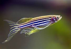 Longfin Zebra Danio