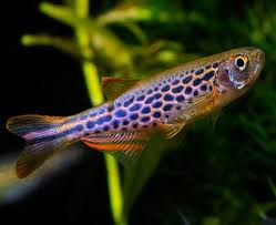 Longfin Leopard Danio