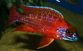 Ruby Red Cichlid