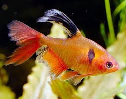 Longfin Serpae Tetra