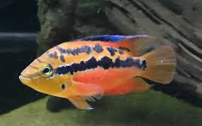 Salvini Cichlid