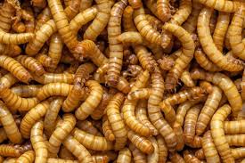 Mealworms 25 count