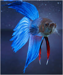 Male Betta