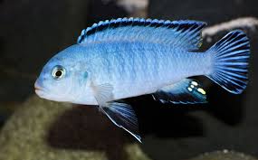 Socolofi Cichlid