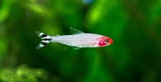 Brilliant Rummynose Tetra