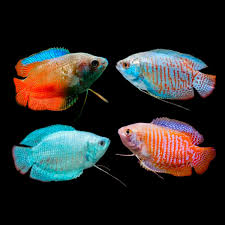 Dwarf Gourami