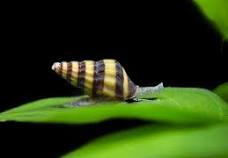 Assassin snails