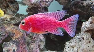 Strawberry Cichlid