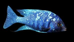 Star Sapphire Cichlid