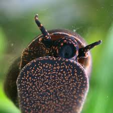 Blueberry Snail