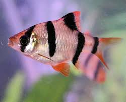 Tiger barb