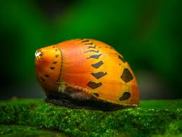 Tiger nerite snail