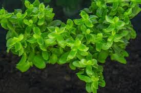 Bacopa