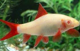 Albino Rainbow Shark 2-2.5