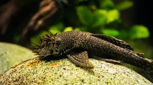 Bristlenose Pleco