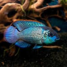 Electric Blue Acara