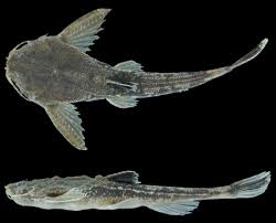 Banjo Catfish