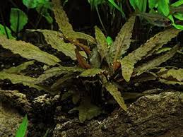 Bronze Cryptocoryne Wendtii