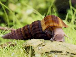 Giant Tower Cap Snail